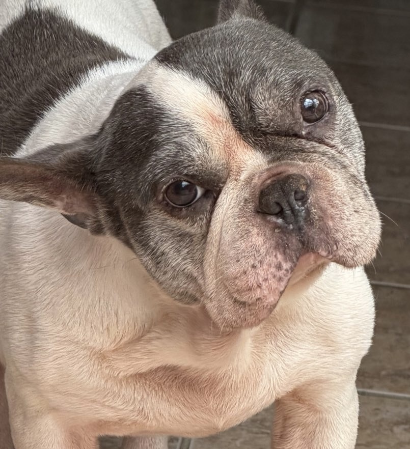 DIESEL