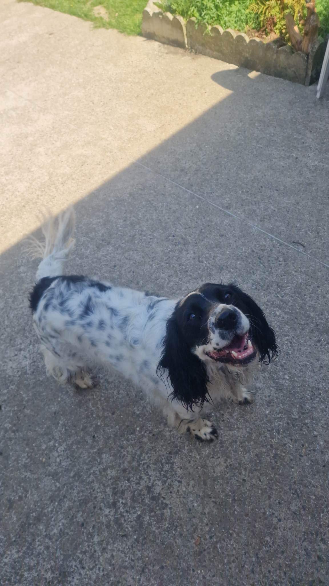 SAM